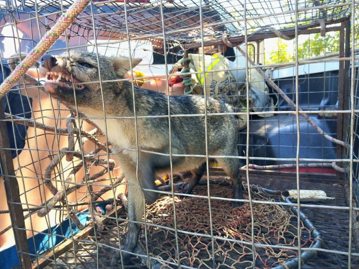 Hallan y capturan a un aguara’i en parroquia del centro de Concepción