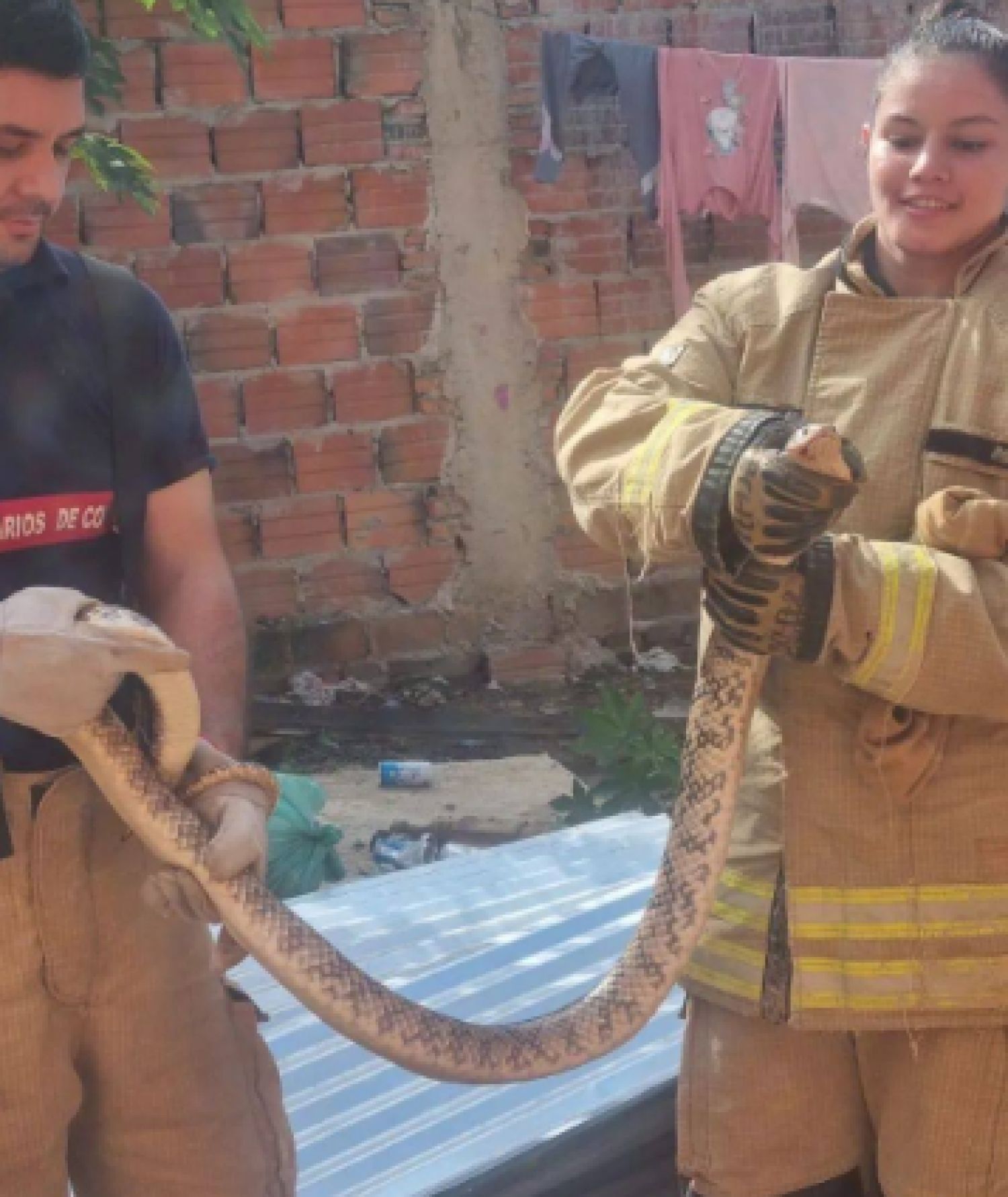Segunda ñacanina rescatada este domingo por bomberos en Concepción