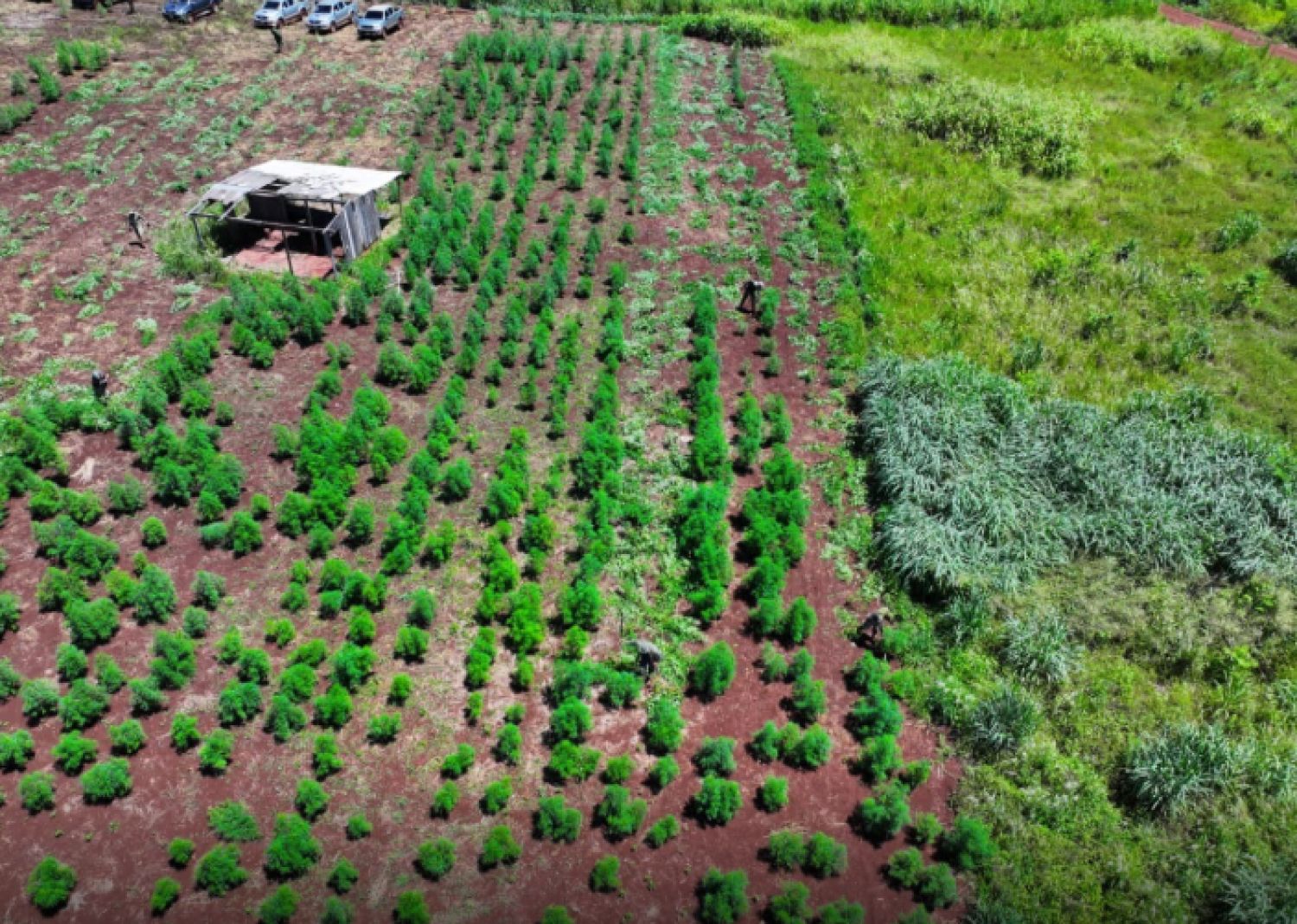 Golpe de USD 25,6 millones al narcotráfico con destrucción de casi 60 hectáreas de marihuana en Amambay