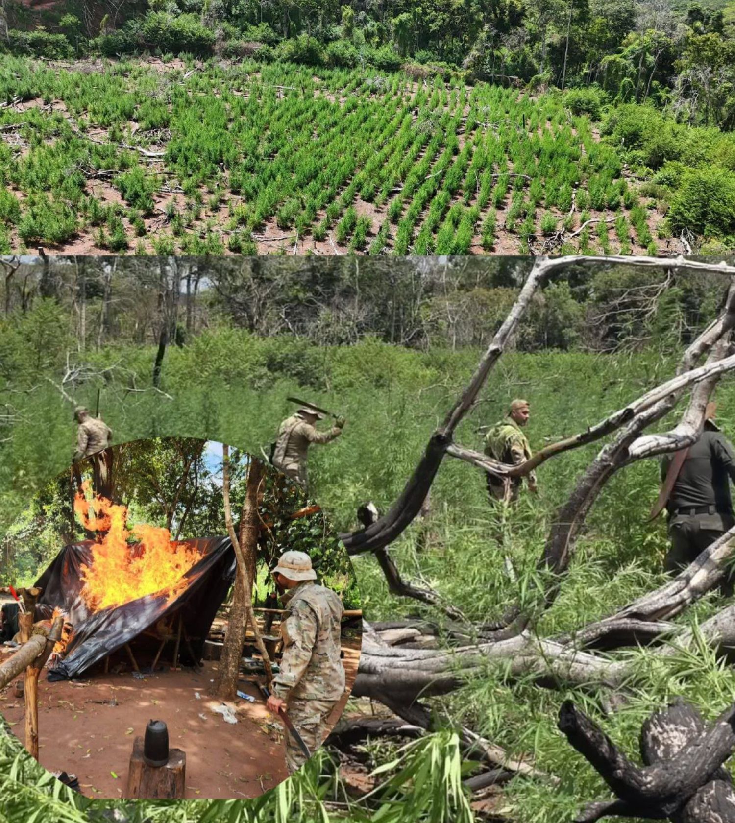 SENAD destruye 15 toneladas de marihuana y  campamentos narcos en Concepción
