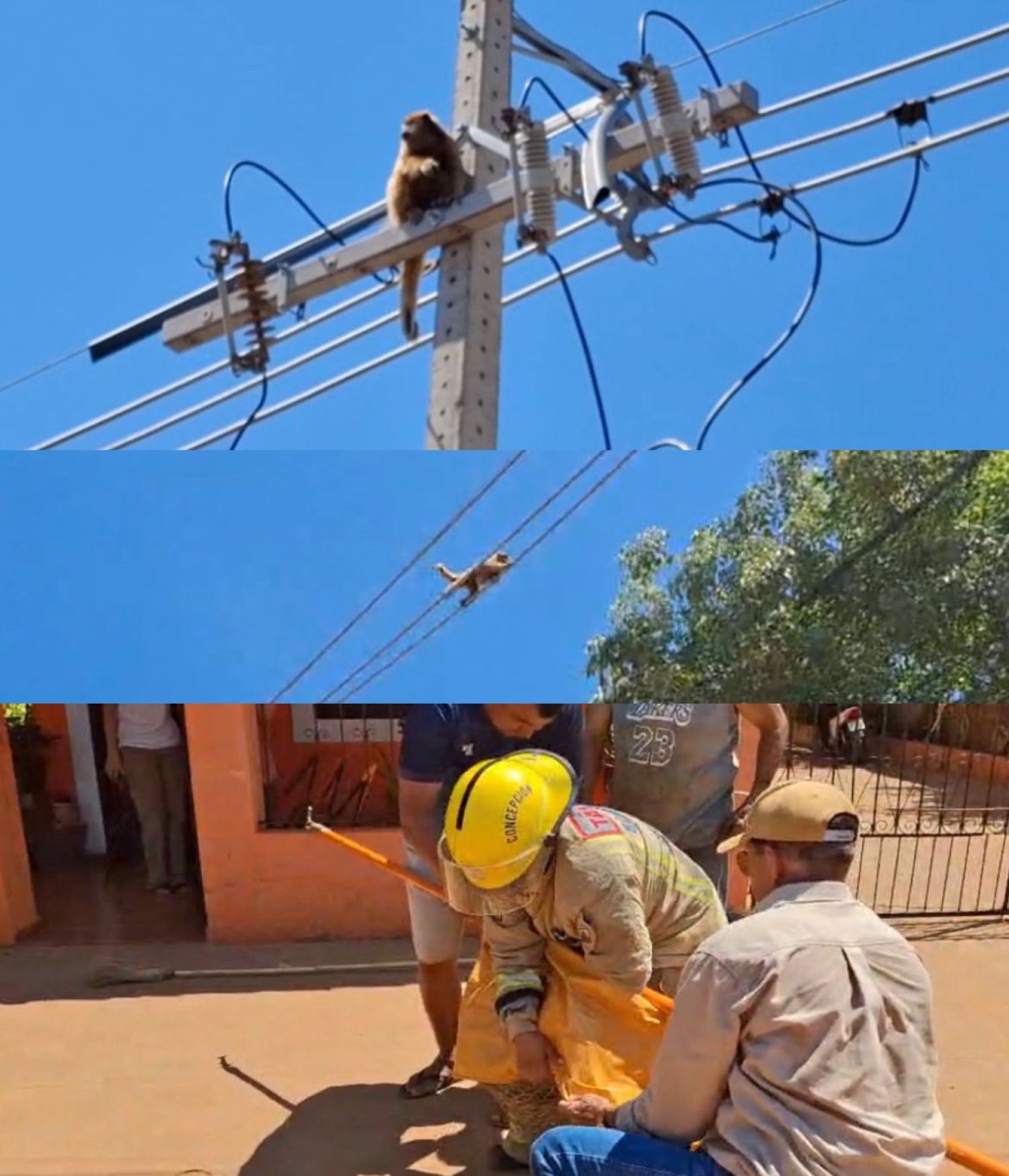 Mono karaja fue rescatado del tendido eléctrico luego de generar corte de energía en un barrio de Concepción