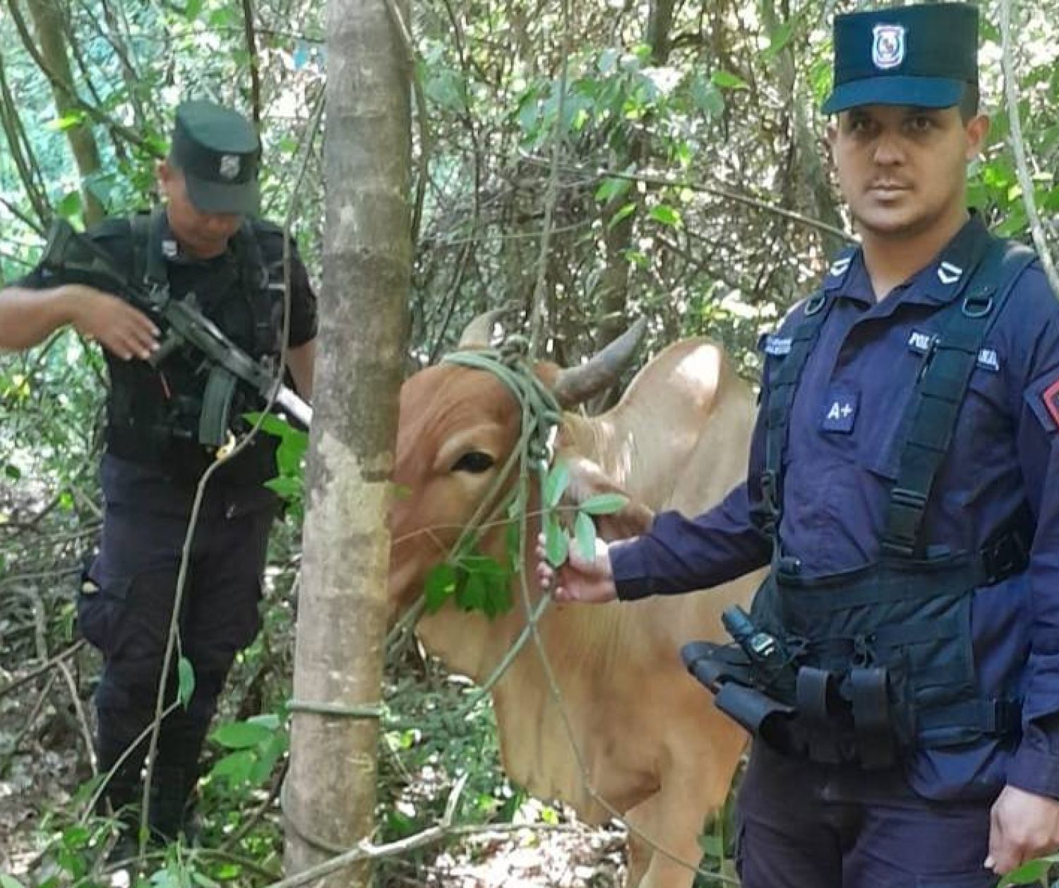 Intervención policial evita faena de vaca lechera robada