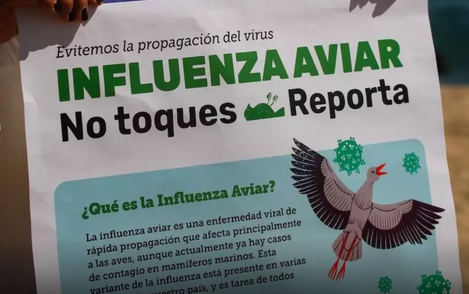 Gripe aviar, Uruguay declara la emergencia sanitaria